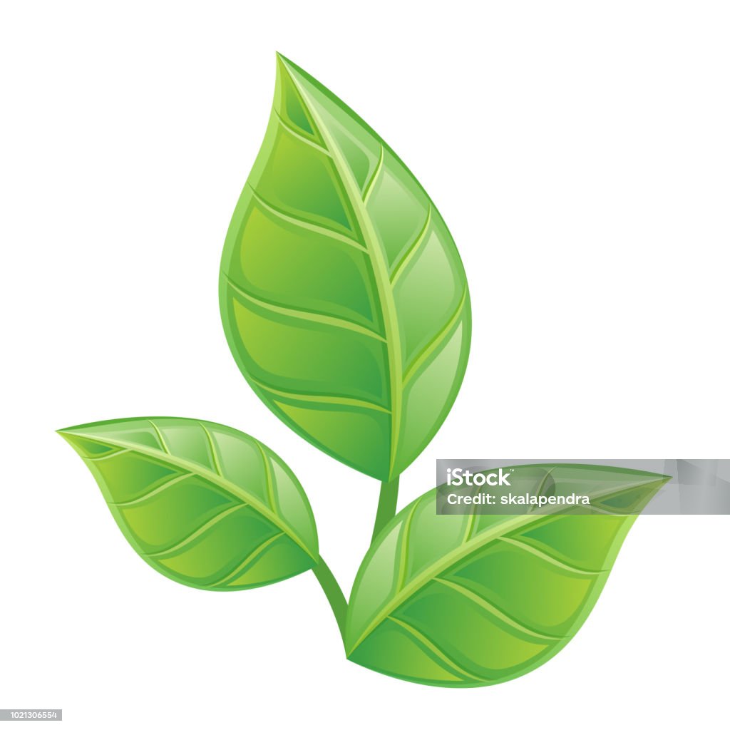 Three green leaves Three green leaves on a white background Leaf stock vector