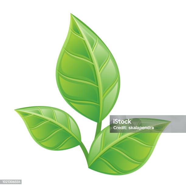 Three Green Leaves Stock Illustration - Download Image Now - Leaf, Three Objects, Branch - Plant Part