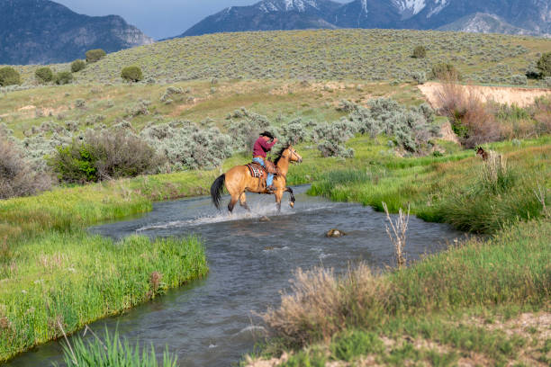 istock Cowboy crosses stream on horse in Utah wilderness 1021306878