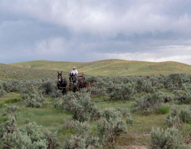 istock Mule wagon and driver in Utah wilderness landscape 1021306920