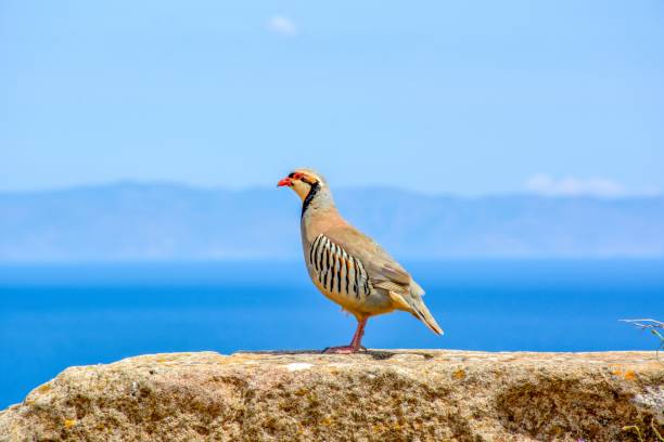 Chukar Perdiz (Alectoris chukar) on the ruins of the ancient Greek temple of Poseidon at Cape Sounion, Attica Greece