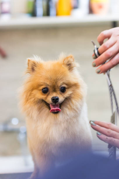 istock Pomeraninan pet groomer 1021307784
