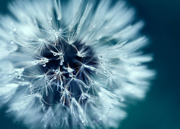 istock Macro shot of dandelion with water drops 1021307888