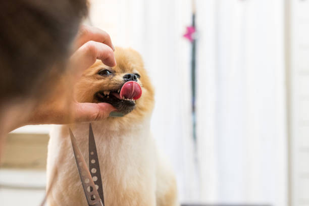 istock Pomeraninan pet groomer 1021307932