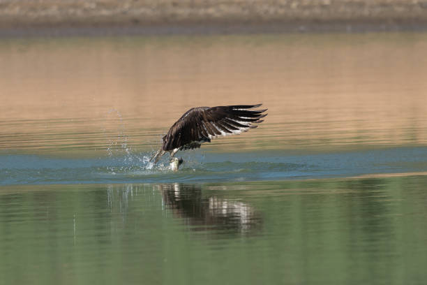 istock Osprey catching fish from the lake. 1021308052