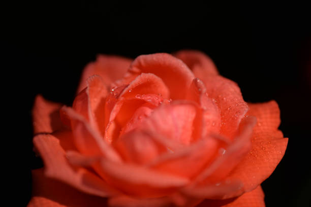 istock Rain drops at beautiful red rose, close up 1021308186