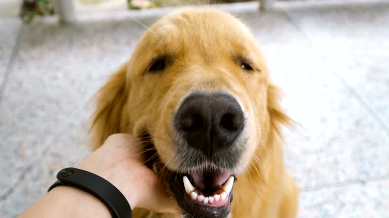 CU RT Golden Retriever get rubbed under chin