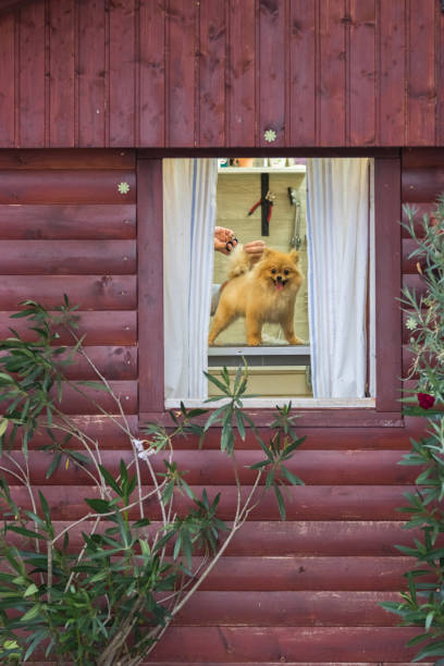 istock Pomeraninan pet groomer 1021312554
