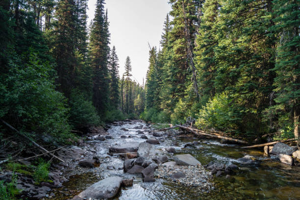 istock Lostine River in the Eagle Cap Wilderness area 1021312816