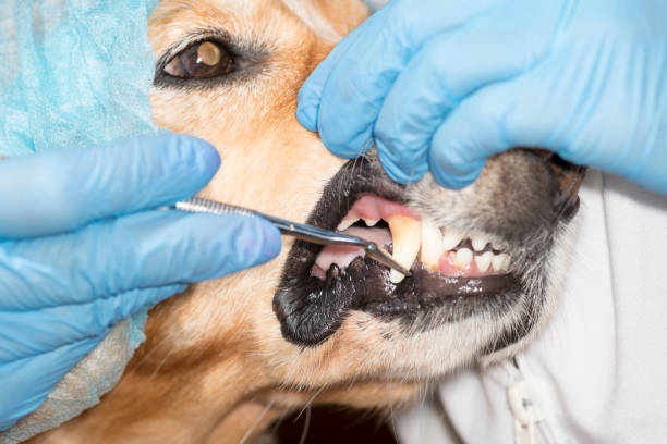 istock Dog at the dentist 1021313062