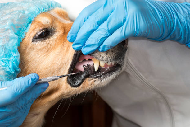 istock Dog at the dentist 1021313068