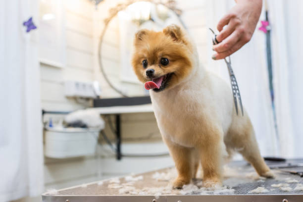 istock Pomeraninan pet groomer 1021313106