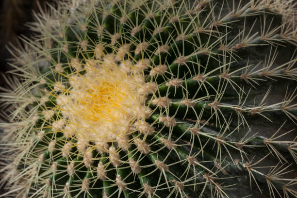 istock Echinocactus Grusonii - Golden Barrel Cactus 1021320968