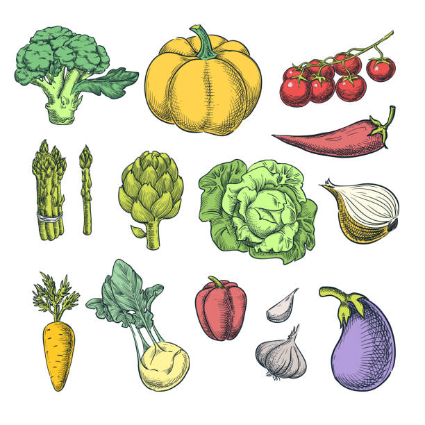 Farm fresh vegetables set. Vector sketch illustration. Autumn farming and harvesting color design elements Farm fresh vegetables set. Vector sketch illustration. Autumn farming and harvesting color design elements. Artichoke stock illustrations