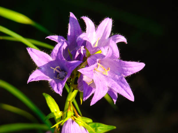 istock purple Bellflowers on a black background 1021326094