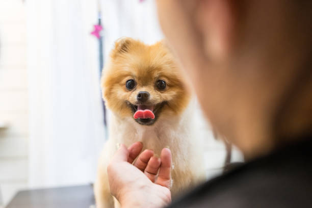 istock Pomeraninan pet groomer 1021328982