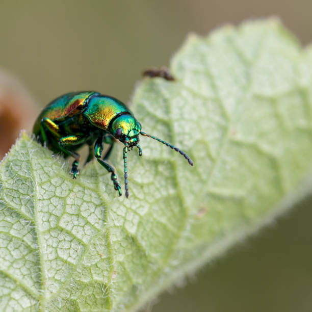 tanaisie beetle, york - ladybug insect leaf beetle photos et images de collection