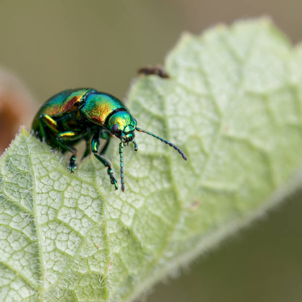 Tansy Beetle, York Endangered Tansy Beetle, York leaf beetle photos stock pictures, royalty-free photos & images