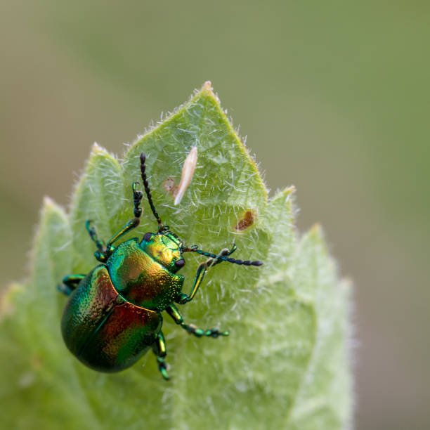 tanaisie beetle, york - ladybug insect leaf beetle photos et images de collection