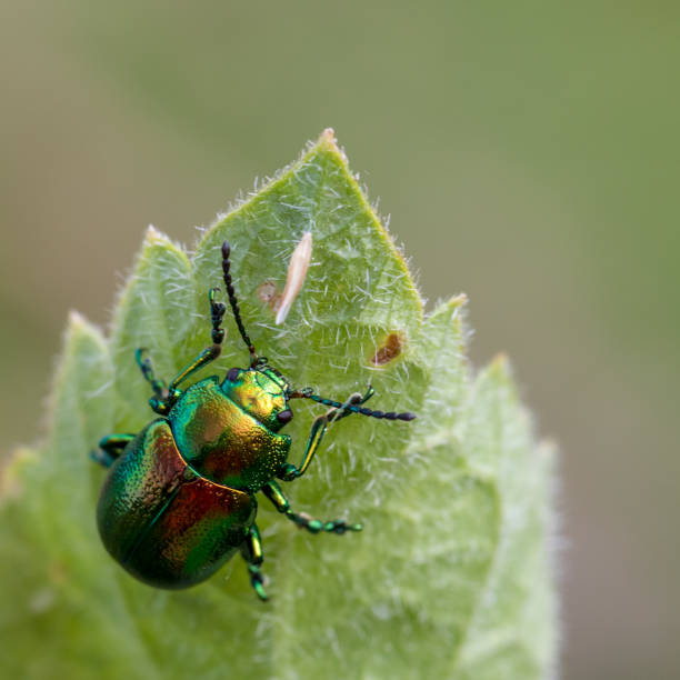 タンジーのカブトムシ、ニューヨーク - ladybug insect leaf beetle ストックフォトと画像