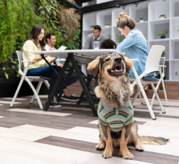 istock Beautiful rescue dog 1021334614