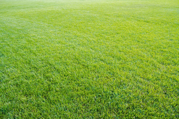 istock Green lawn with cropped grass. 1021336916