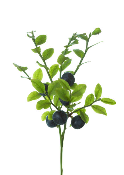 Fresh wild forest Bilberries ( European blueberry) on branches with green leaves isolated on white background.