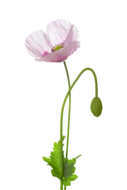 Poppy flower and bud isolated on white background.  Papaver somniferum (opium poppy)