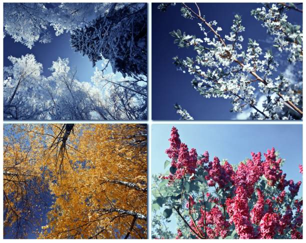 istock Four seasons spring, summer, autumn, winter tree 1021337144