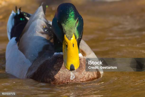 Mallard Portrait Stock Photo - Download Image Now - 2018, Animal, Animal Body Part