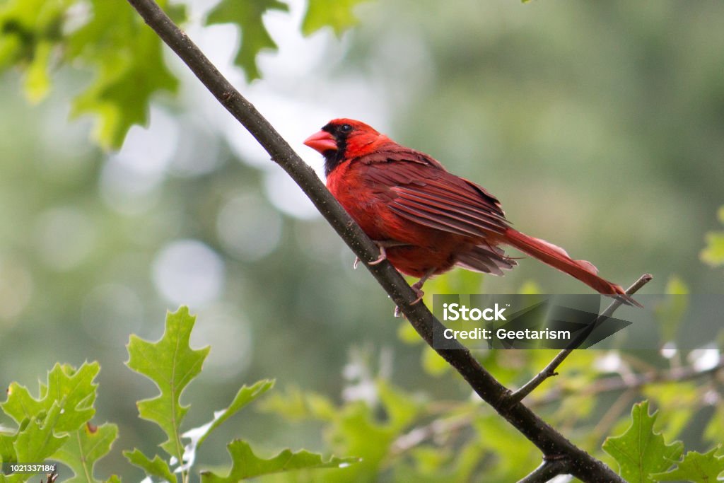 Cardinal Perching RED CARDINAL PERCHING ON A BRANCH 2018 Stock Photo