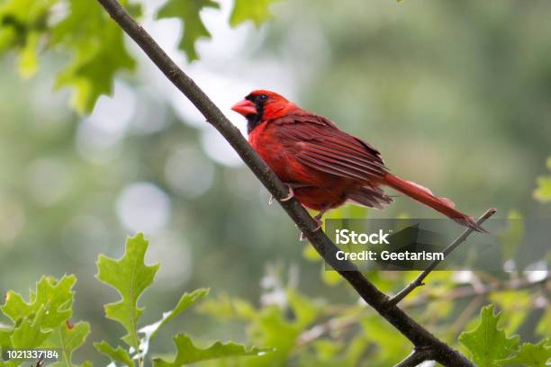 Cardinal Perching Stock Photo - Download Image Now - 2018, Animal, Animal Wildlife