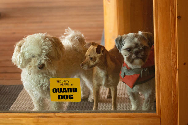 Guard Dog Sign and Three Small Dogs