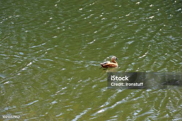 Adult Female Duck Stock Photo - Download Image Now - Animal, Animal Wildlife, Beak