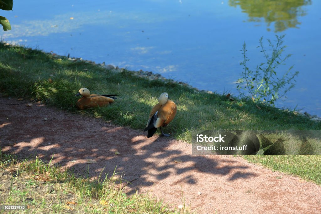 Adult female duck A brown-white adult female duck in the shade in the open air Animal Stock Photo