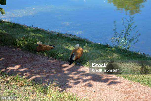 Adult Female Duck Stock Photo - Download Image Now - Animal, Animal Wildlife, Beak