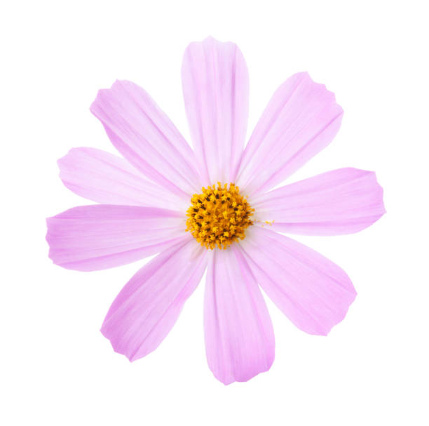 fiore di cosmo rosa isolato su sfondo bianco. cosmo giardino - cosmea foto e immagini stock