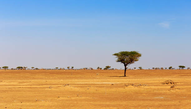 istock Lonely tree in the Arabian desert 1021340538