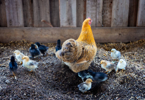 Mother Hen with Baby Chicks