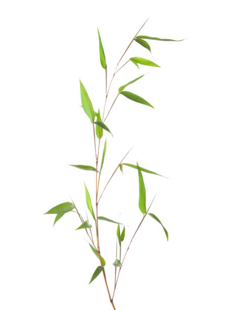 istock Fresh green bamboo branch with leaves  isolated on white background. 1021341178