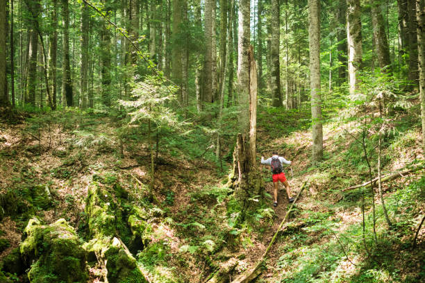 istock Hiking in mountain woodland 1021347342