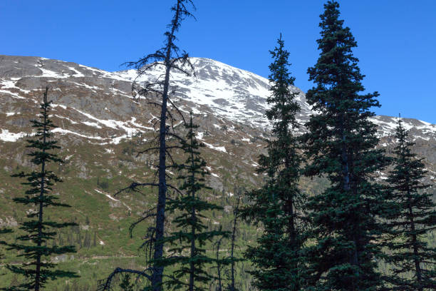 istock Scenes from Trip up the White Pass Mountains 1021347590
