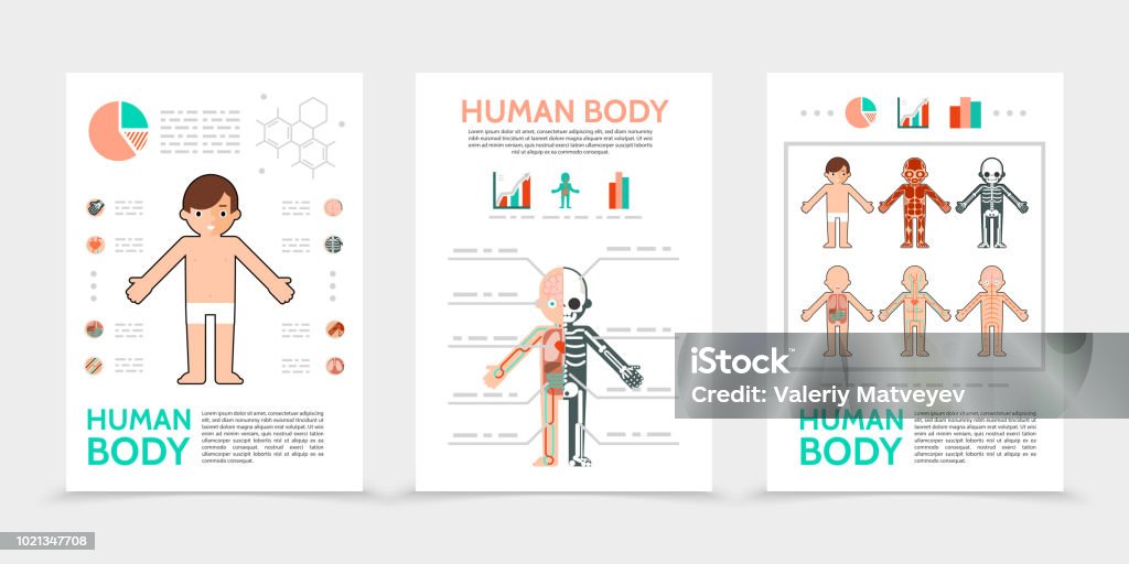 Flat Human Body Posters Flat human body posters with internal organs muscular skeletal resperatory circulatory nervous systems isolated vector illustration Child stock vector