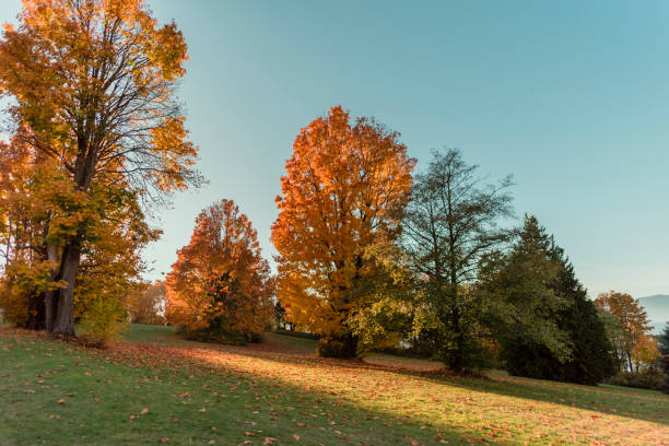 istock Red trees and fallen leaves on green grass, sunlight between trees 1021350970