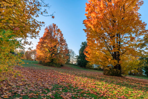 istock Red trees and fallen leaves on green grass, sunlight between trees 1021351026