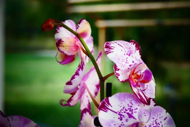 Beautiful orchid flower on the background of garden. Colorful branch outdoors. Light purple orchid petals, beauty of nature. Close-up photo