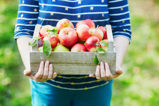 istock Woman picking apples in wooden crate 1021356830