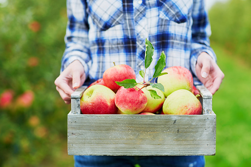 Woman picking ripe organic apples in wooden crate in orchard or on farm on a fall day