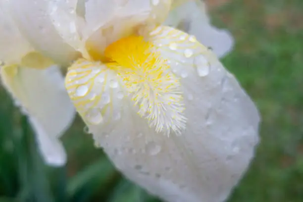 Iris flower in the garden. Iris branch under the rain. Rainy drops on the petals of iris. Beauty of nature, close-up photo