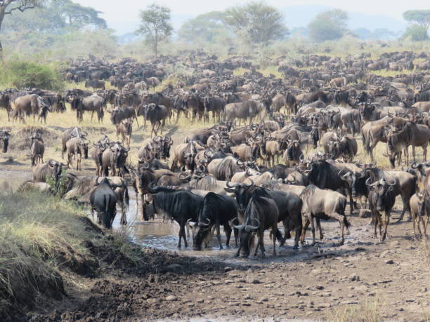 istock The great wildebeest migration, Western Serengeti 1021375422